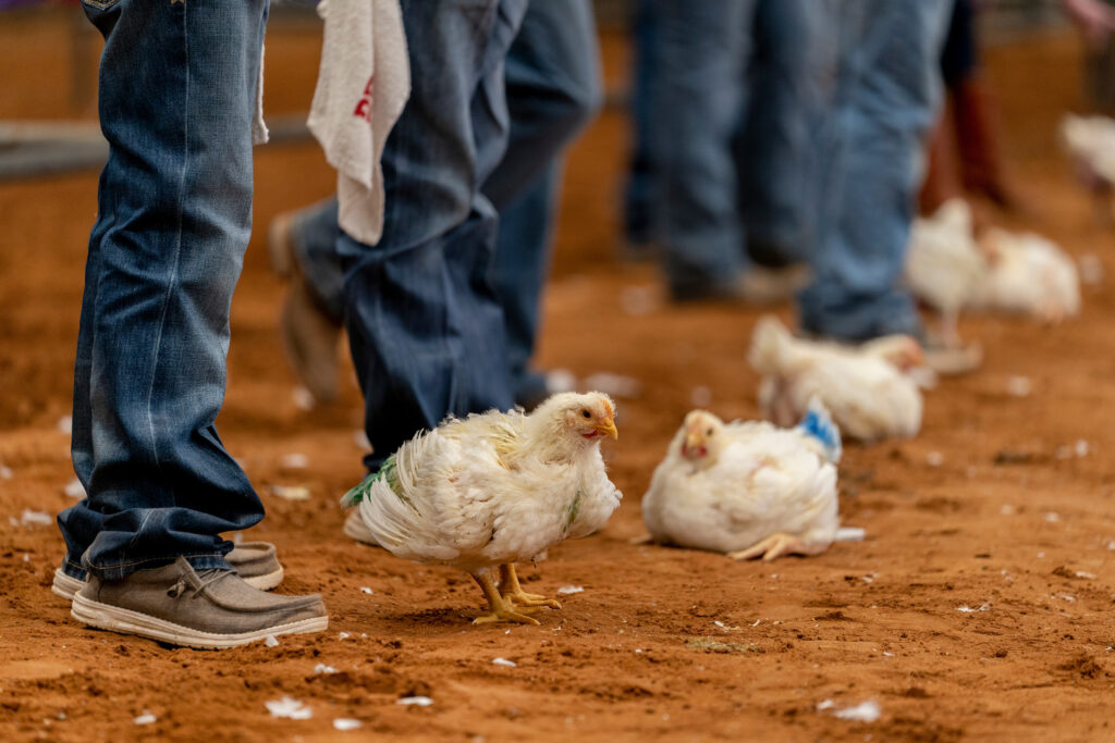 chicks sitting by feet of multiple people