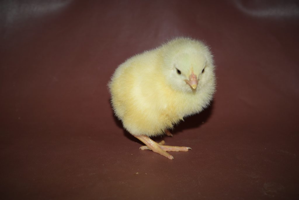 broiler chick sitting on leather
