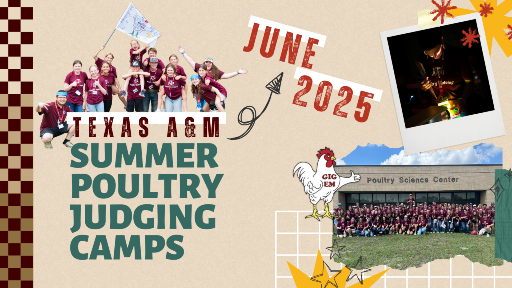 Poultry judging summer camp flyer with a retro scrapbook theme