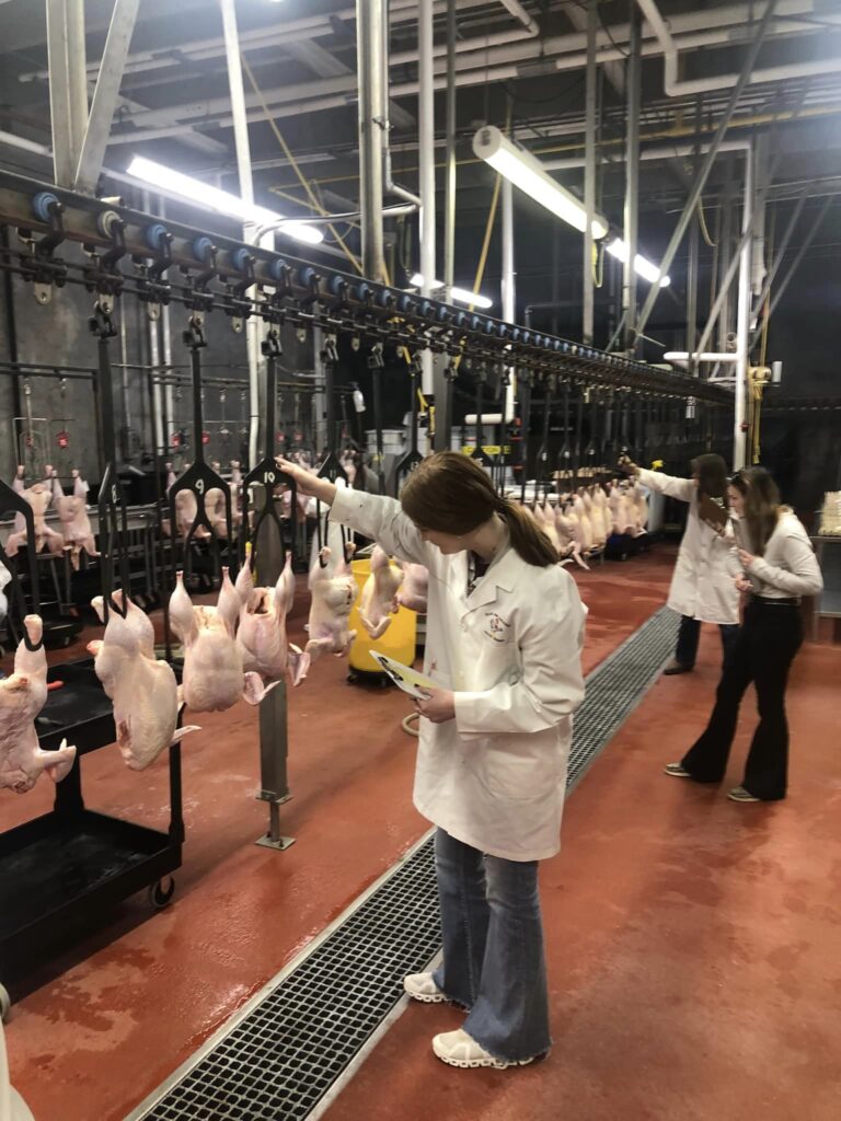 Texas A&M Judging Team member evaluates a carcass