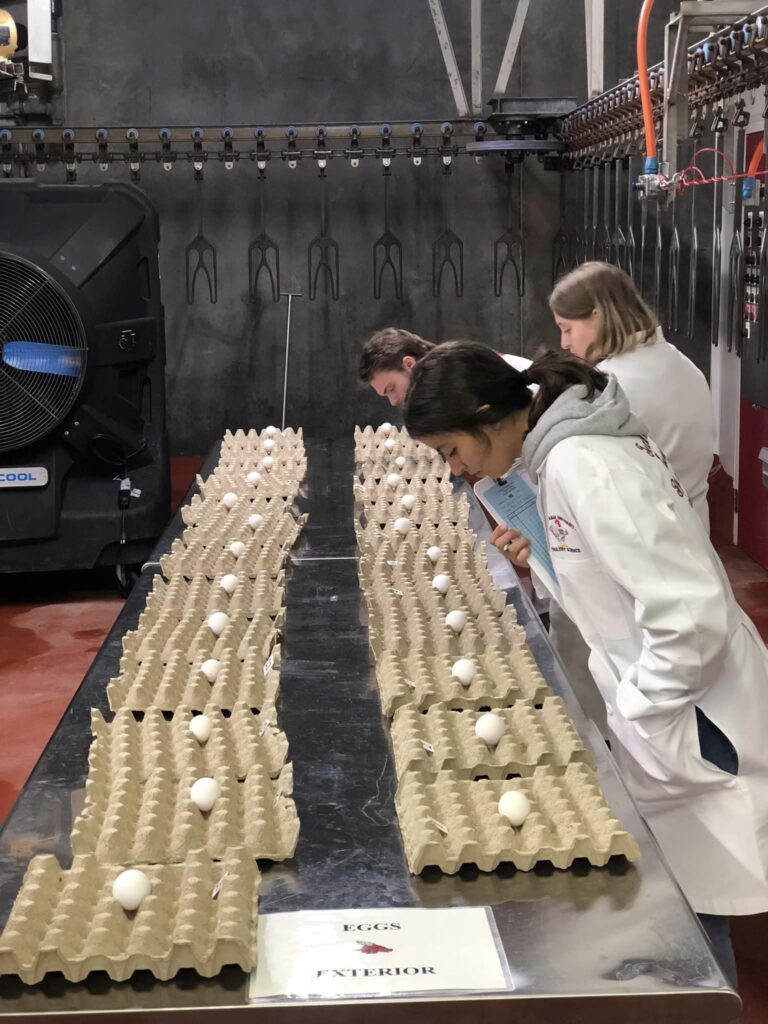 Texas A&M Judging Team member evaluating eggs