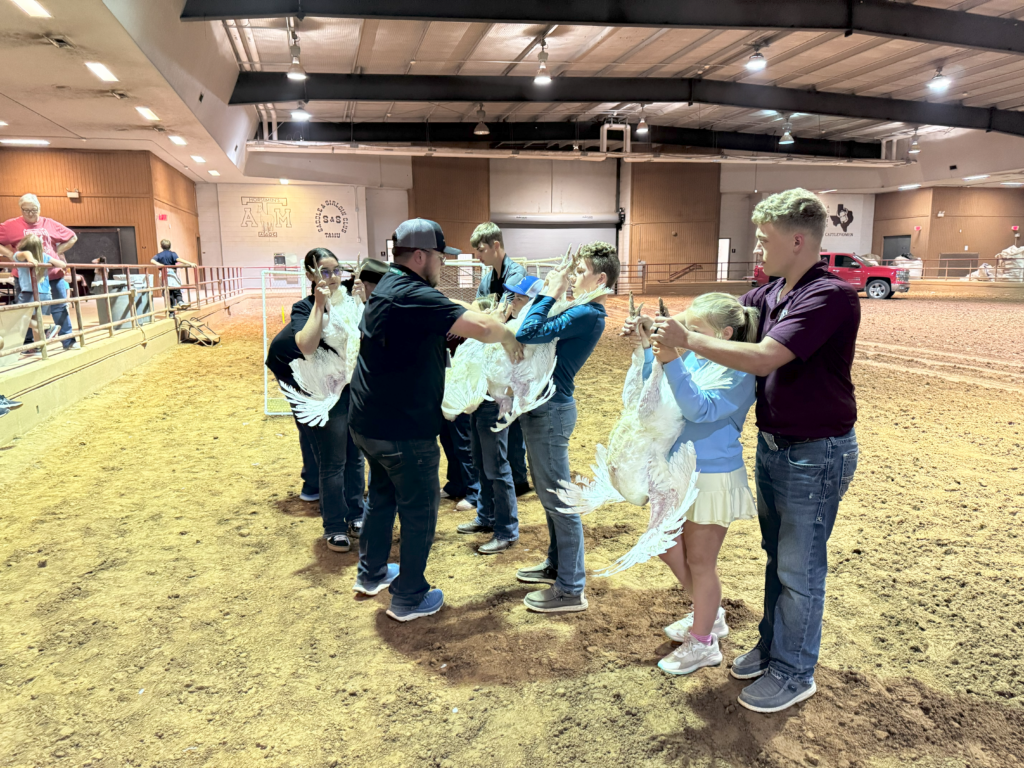 Youth attendees with turkeys learn bird selection techniques