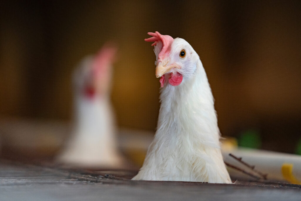 A chicken in a cage where you can only visibly see its head.