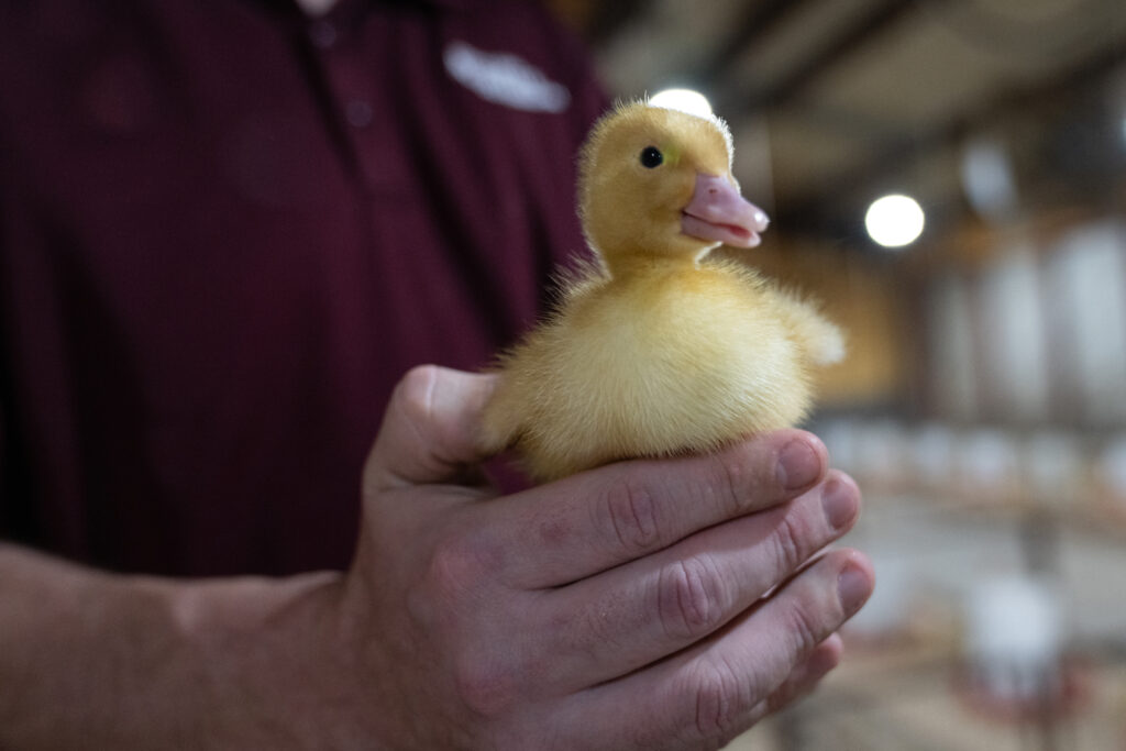 A person wearing a maroon shirt holding a baby duck. 