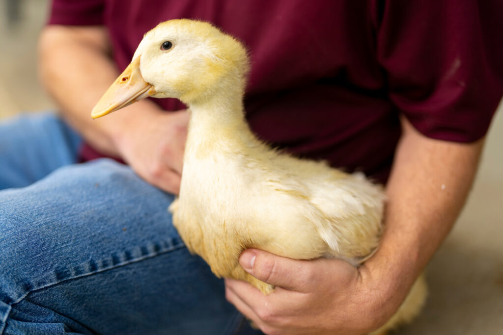 Person holding yellow duck in their lap.