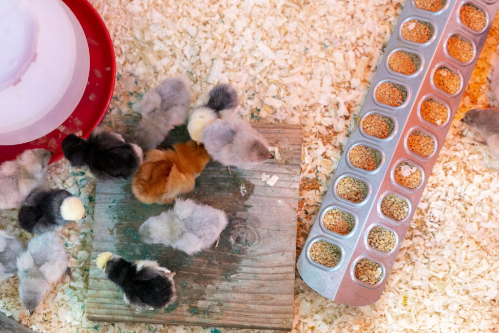 An overview of different colored chicks in a coop eating.