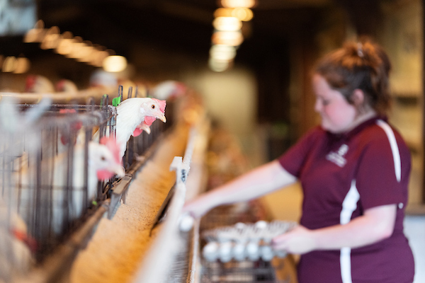 In a barn setting, a woman is picking up chicken eggs.