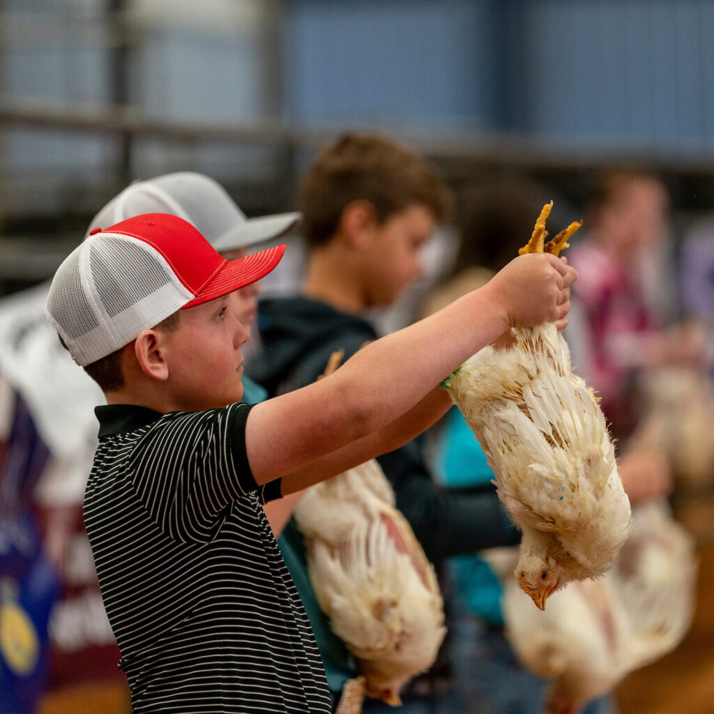 Kid holding up a chick by its feet.