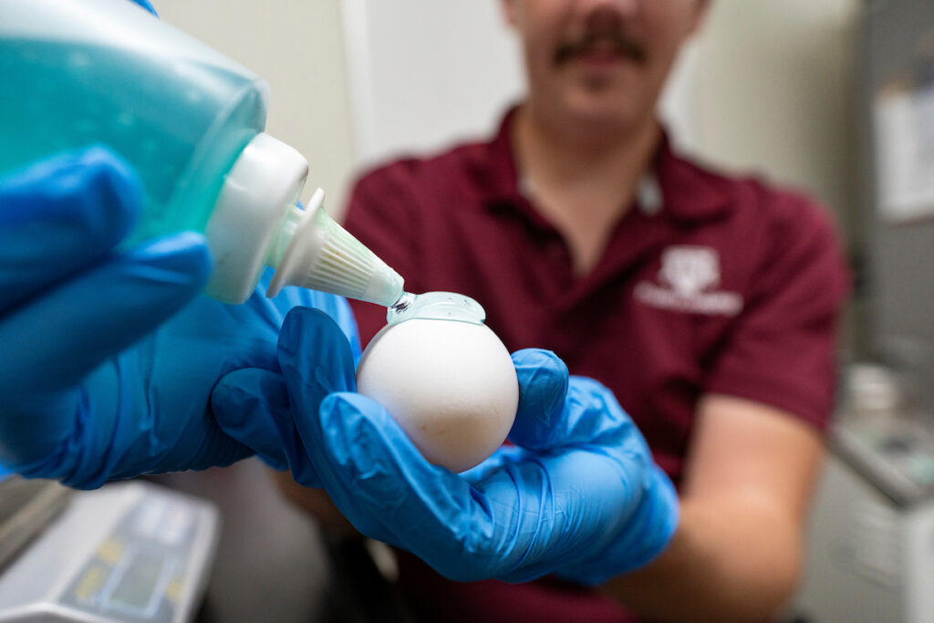 A man wearing a maroon shirt holds an egg, showing a moment of care and attention.