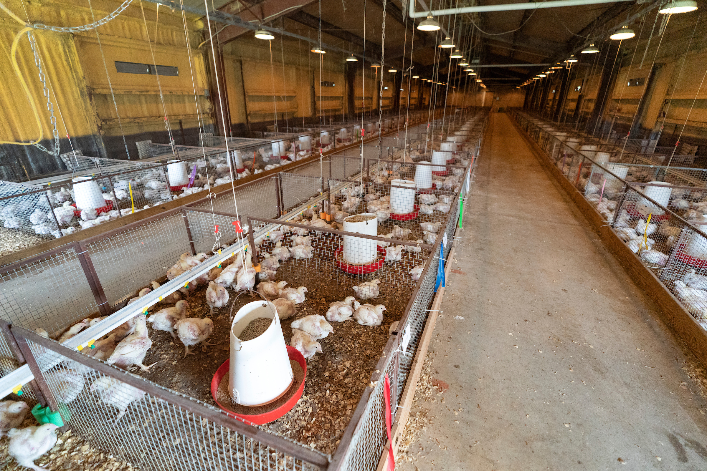 Baby chicks in cages. 