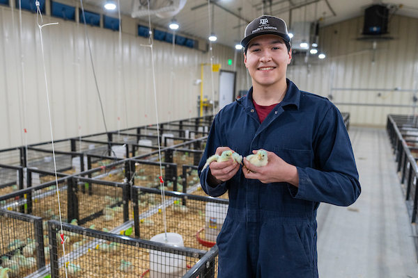 A student in coveralls holds two baby chicks.
