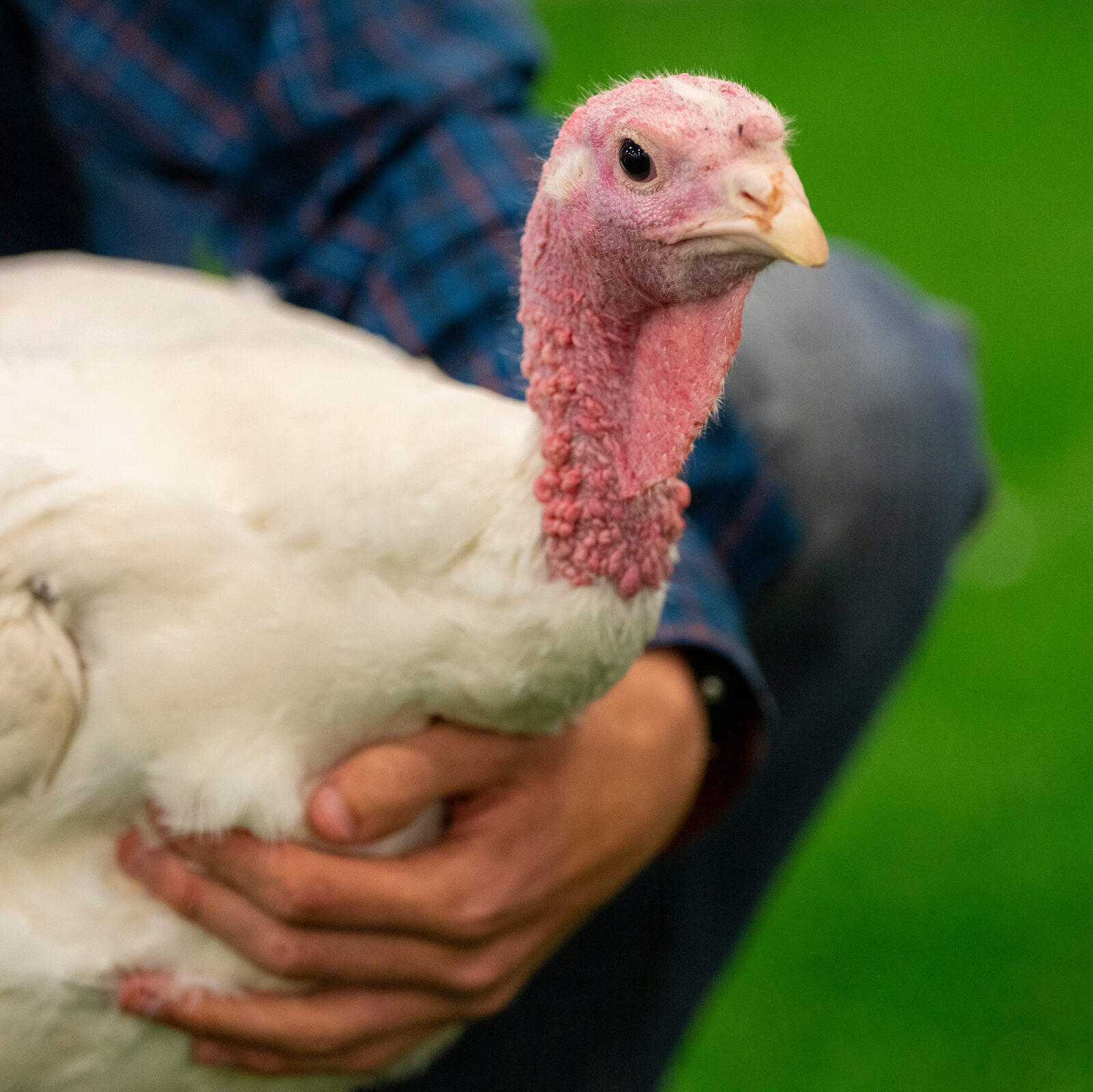 Picture of someone holding a turkey.