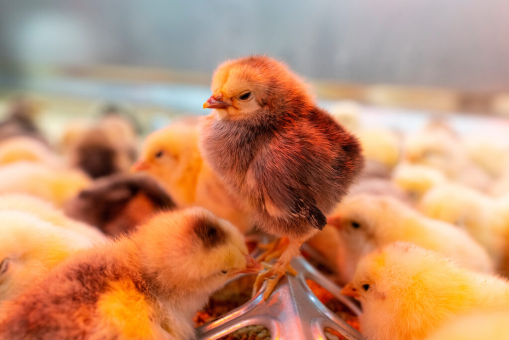 Many chicks standing next to each other under warm glow of heat lamp.