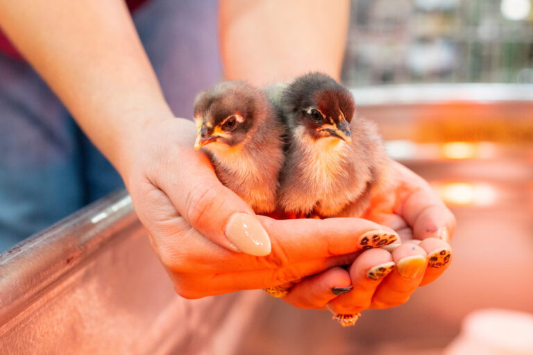 Hands holding two baby chicks above metal tub.