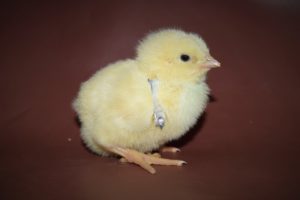 Wing-Banded Broiler Chick.