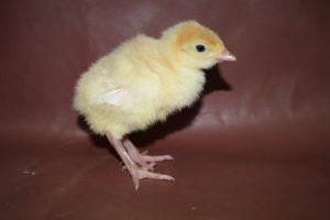 Non-Banded Turkey Poult.