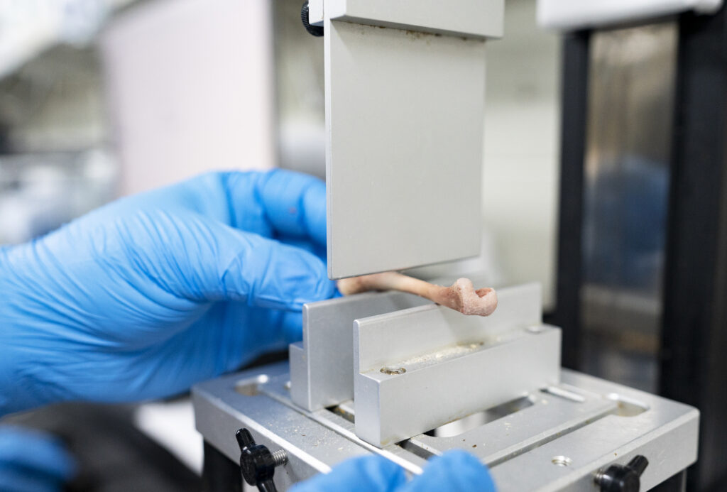 A person wearing blue gloves is carefully holding a small bone in their hands.