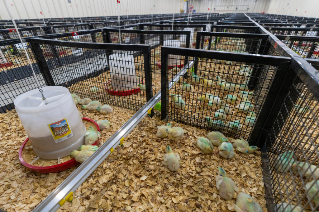 Baby Chicks in a brooder.