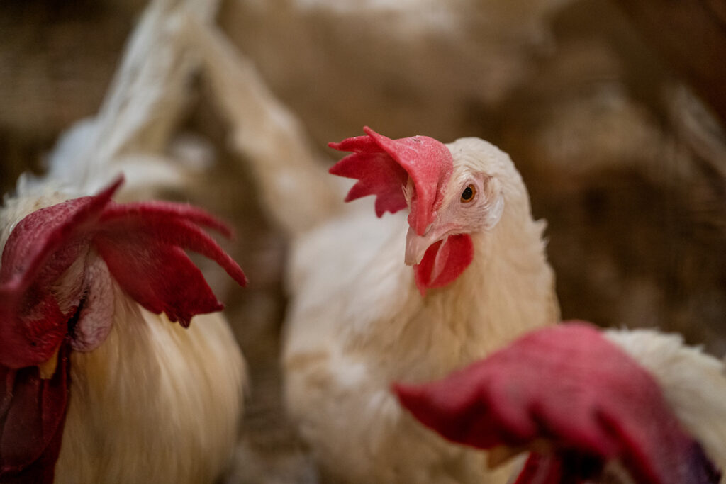 White broiler roosters.